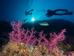 Ras Muhammad National Park scuba diving